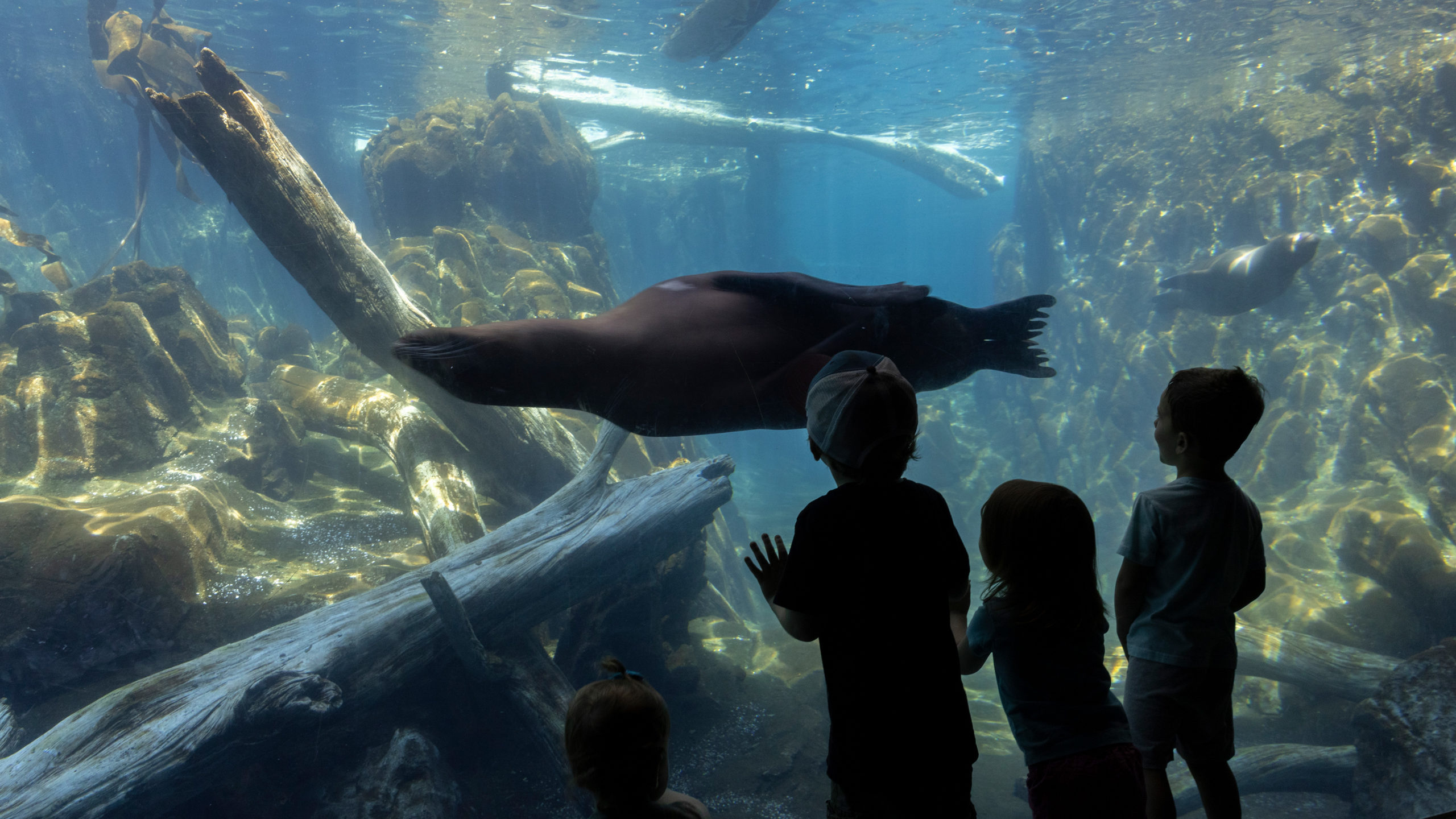 Owen Sea Lion Pupping beach - first one in North America! - Edge Themed ...